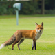 Vulpes vulpes. AP